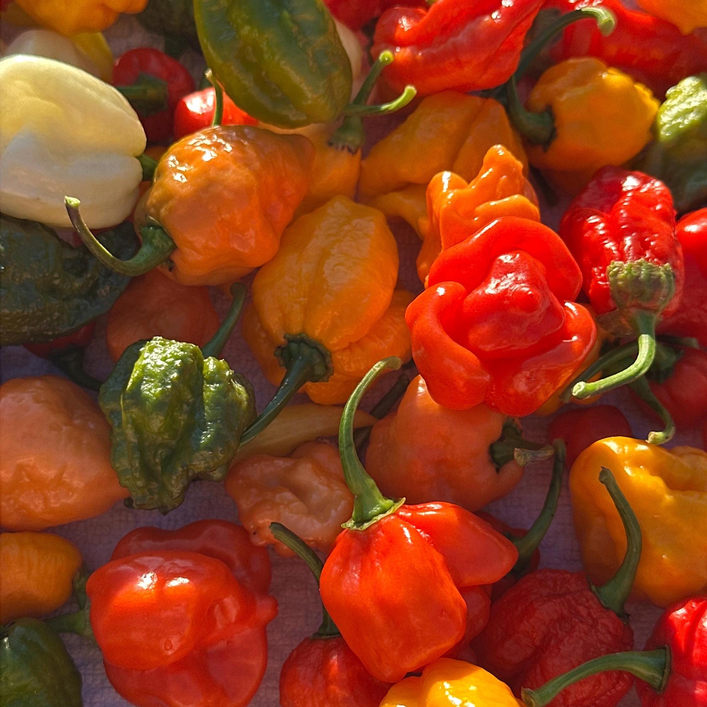 Mike’s Pepper Seeds Assorted colorful peppers including red, orange, and green on a textured surface.