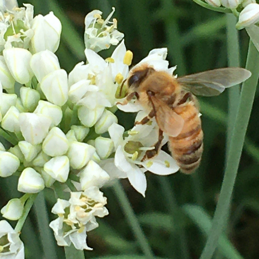 Mike’s Pepper Seeds Bees on white  garlic chive flowers with a blurred green background