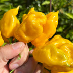 Mikes pepper seeds Hand holding a bunch of yellow ghost peppers with a blurred green background
