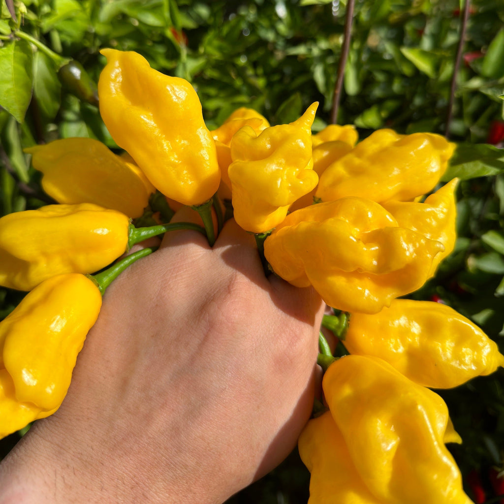Mike's Pepper Seeds Hand holding a bunch of yellow peppers with green leaves in the background