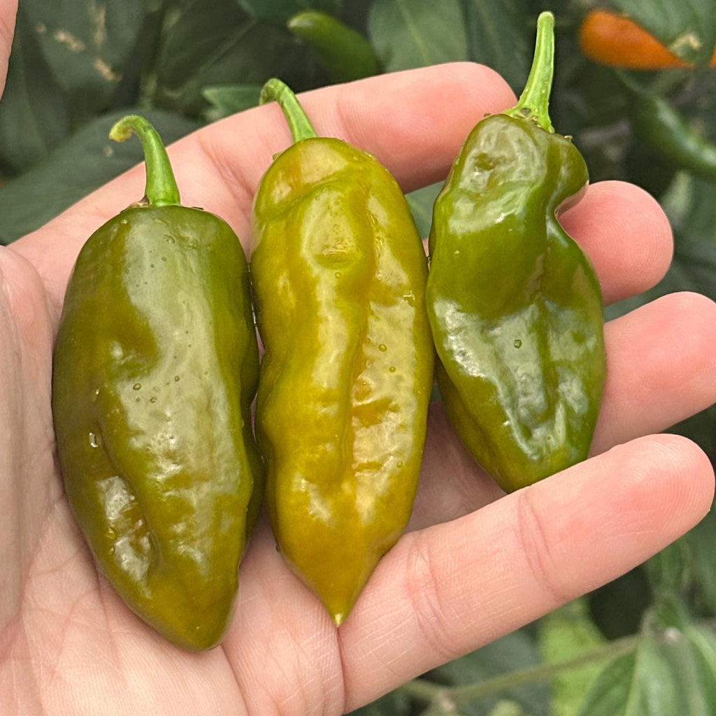 Mike’s Pepper Seeds   Three green peppers held in a hand with a blurred green plant background
