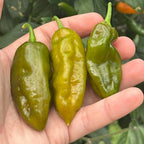 Mike’s Pepper Seeds   Three green peppers held in a hand with a blurred green plant background