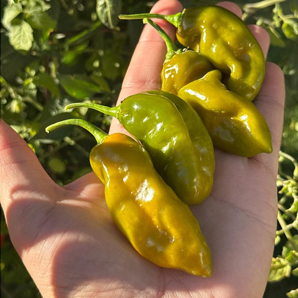 Mike’s Pepper Seeds   Hand holding green and yellow peppers with a blurred green plant background