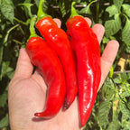 Three bright red chili peppers with green stems held in a person's hand, set against a background of green plant leaves.