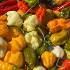 Mike’s Pepper Seeds Assorted colorful peppers including red, green, yellow, and white on a white background