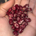 Cranberry Bush Bean Seeds- 25 + Seeds