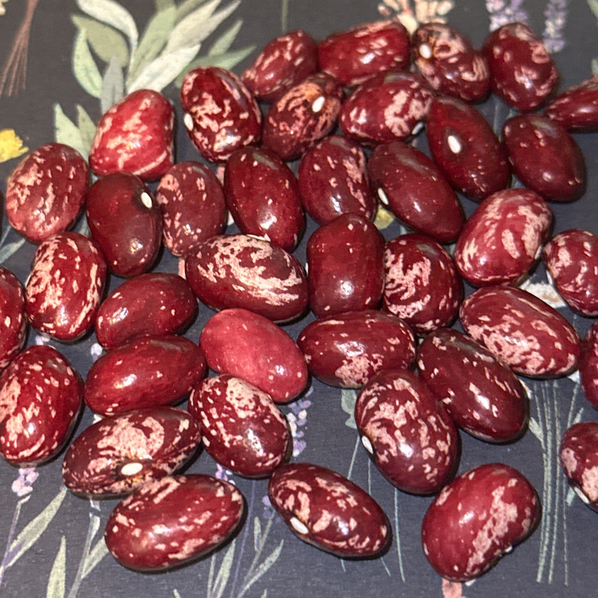 Cranberry Bush Bean Seeds- 25 + Seeds