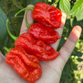 Mike’s Pepper Seeds   Hand holding three red chili peppers with a blurred green plant background