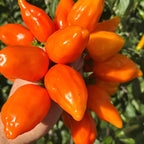 Mike’s Pepper Seeds   Hand holding bright orange peppers with a blurred green background