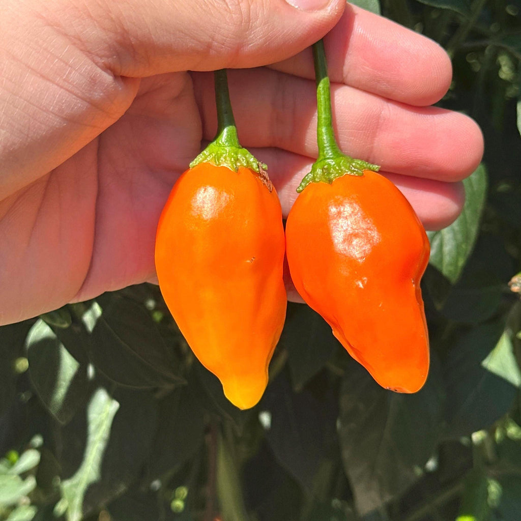 Mike’s Pepper Seeds  Hand holding two bright orange chili peppers with green stems against a blurred natural background