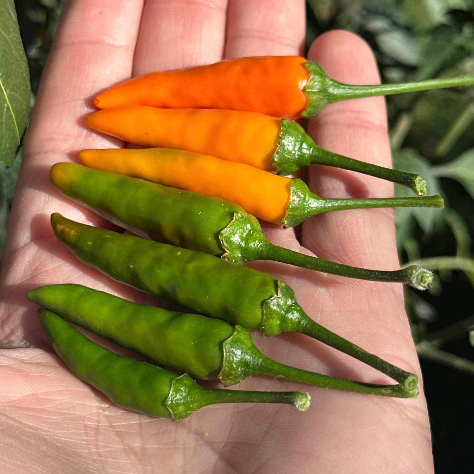 Mike’s Pepper Seeds   Hand holding a mix of green and orange chili peppers with a blurred natural background