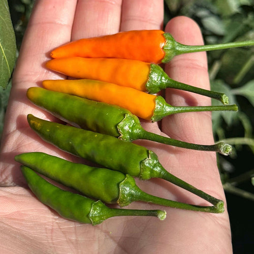 Mike’s Pepper Seeds   Hand holding a mix of green and orange chili peppers with a blurred natural background