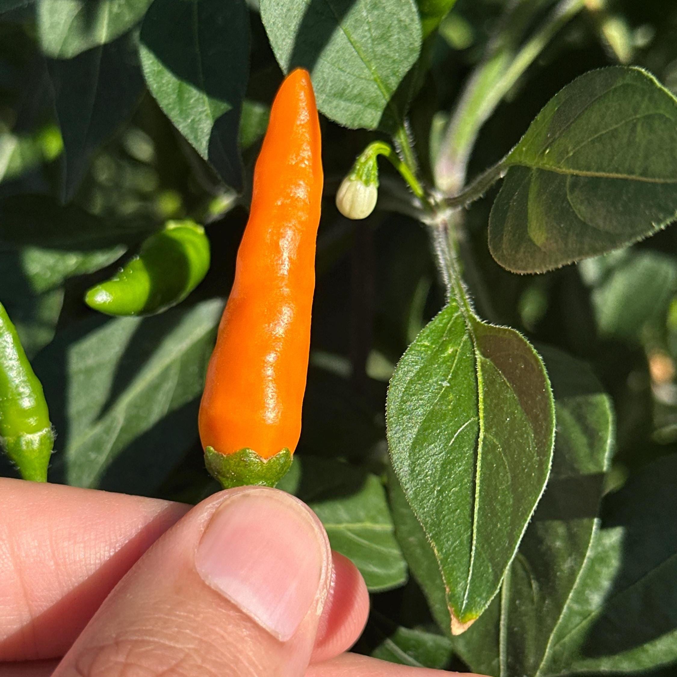 Mike’s Pepper Seeds Orange chili pepper held between fingers with green leaves in the background