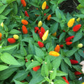 Mike’s Pepper Seeds Colorful chili peppers growing on a plant with green leaves.