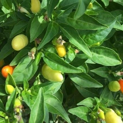 Mike’s Pepper Seeds Yellow peppers growing on a plant with green leaves