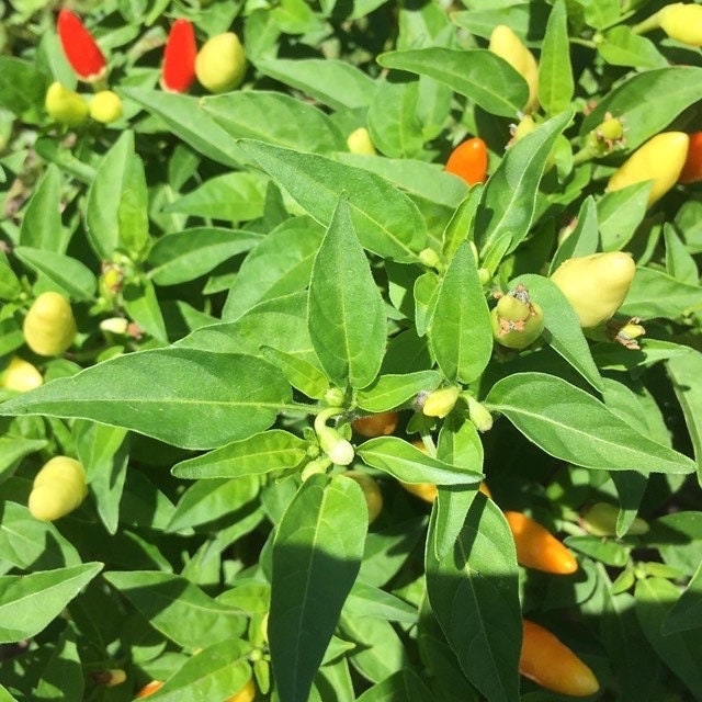 Mike’s Pepper Seeds Chili pepper plant with green leaves and small red, yellow, and orange peppers.