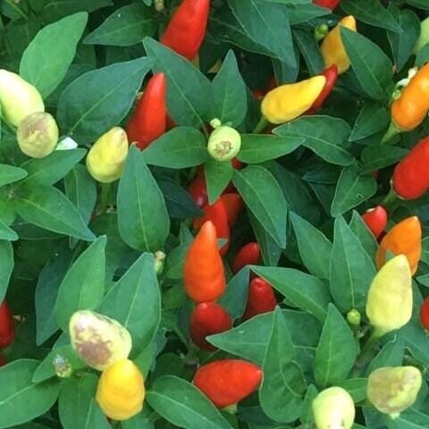 Mike’s Pepper Seeds Colorful chili peppers growing on a plant with green leaves.