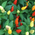 Mike’s Pepper Seeds Colorful chili peppers growing on a plant with green leaves.