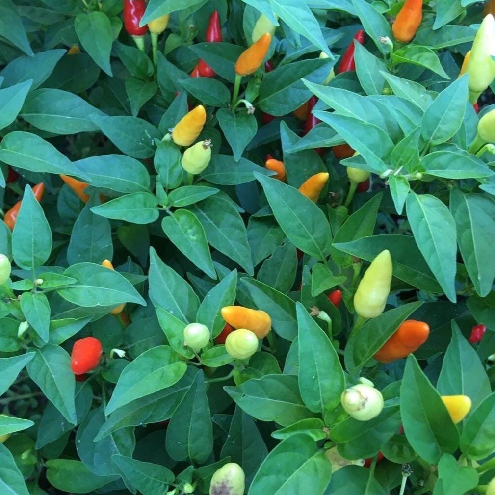 Mike’s Pepper Seeds Colorful peppers growing on a plant with green leaves