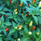 Mike’s Pepper Seeds Colorful peppers growing on a plant with green leaves