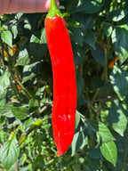 Mike’s Pepper Seeds Red chili pepper held above a green leafy background