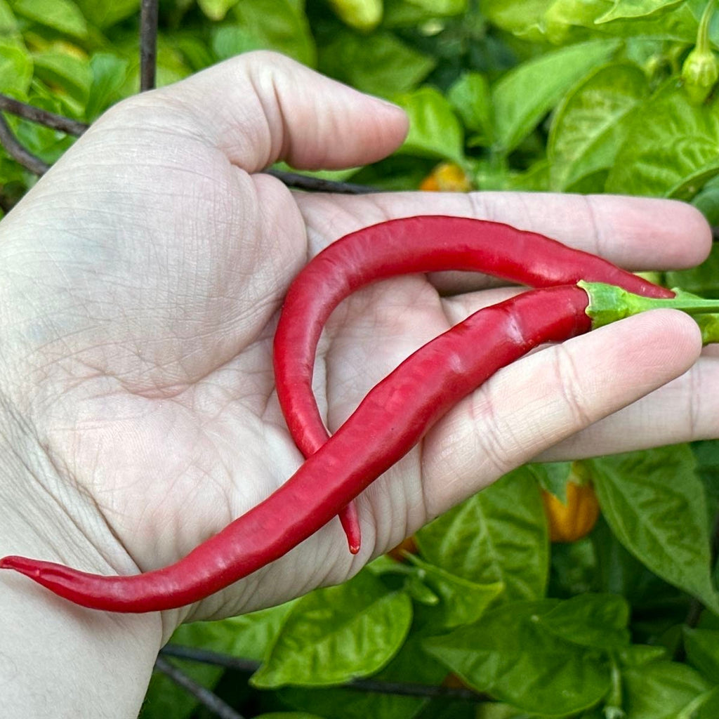 Mikes pepper seeds Hand holding red chili peppers with green leaves in the background