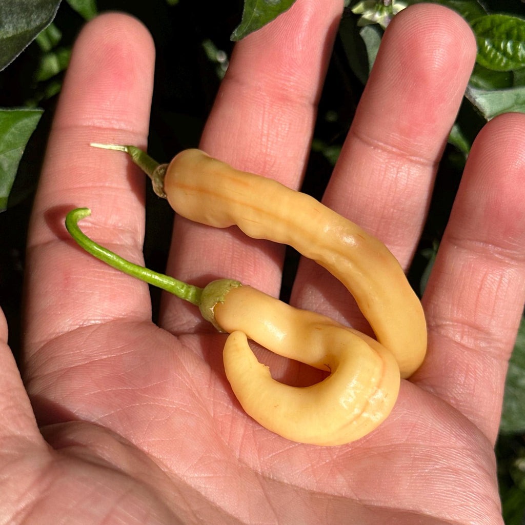 Mikes Pepper Seeds  Hand holding two yellow peppers with a green plant background