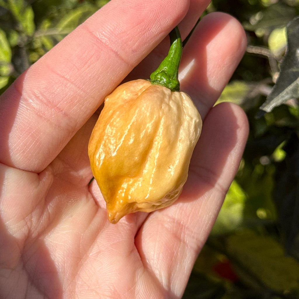 Mike’s Pepper Seeds Hand holding a small yellow pepper with green stem against a blurred natural background