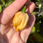 Mike’s Pepper Seeds Hand holding a small yellow pepper with green stem against a blurred natural background