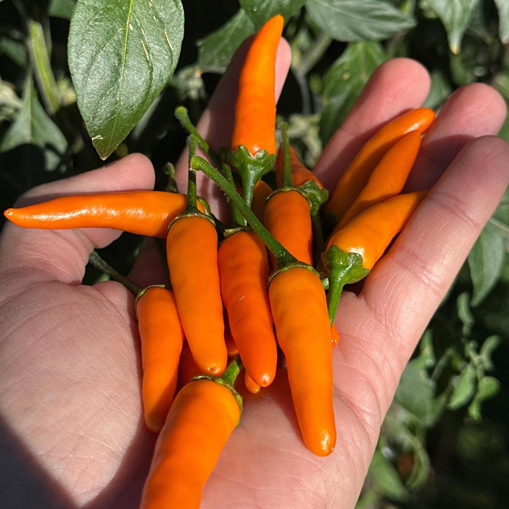 Mike’s Pepper Seeds  Hand holding a bunch of bright orange chili peppers with green stems and leaves.