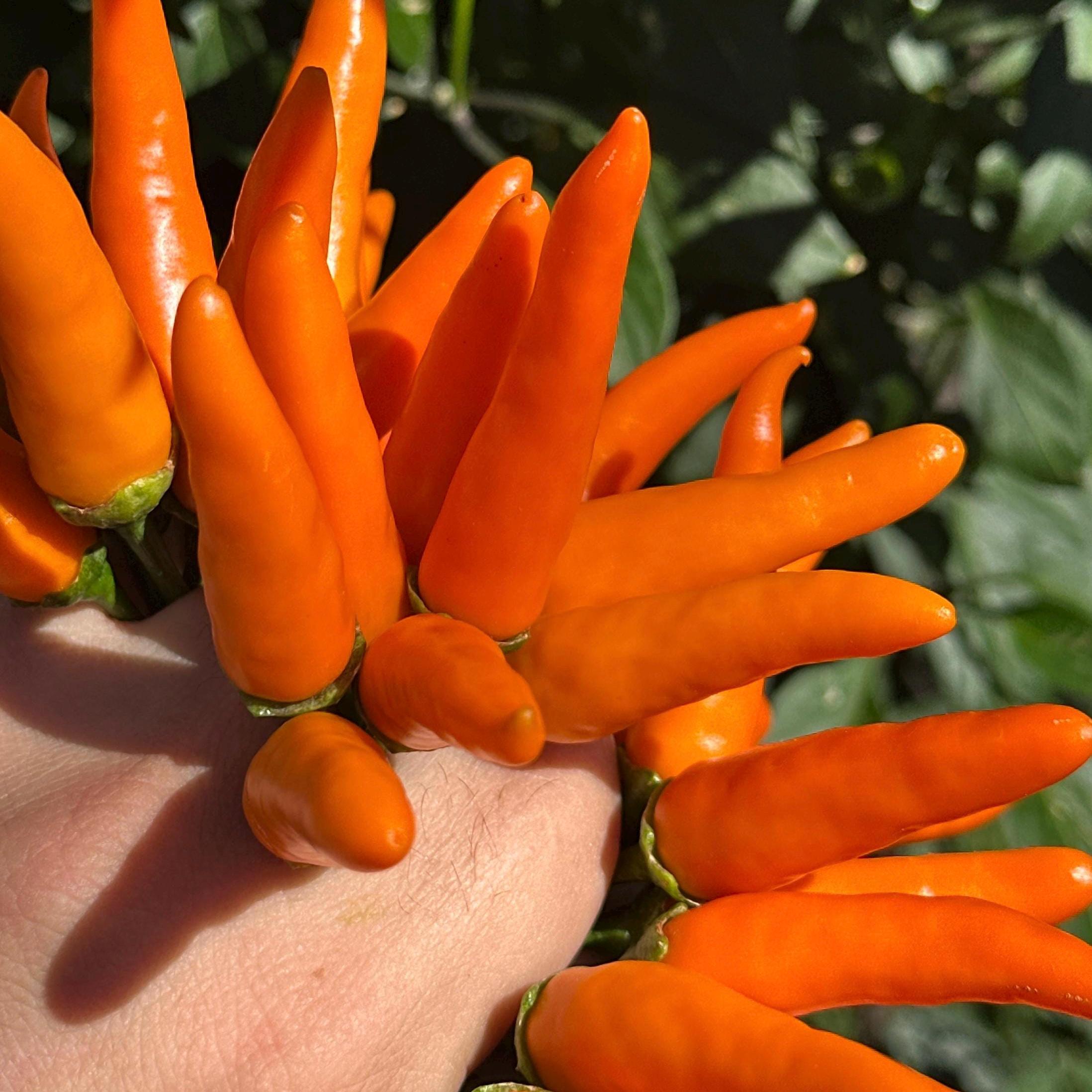 Mike’s Pepper Seeds  Bunch of bright orange chili peppers held in a hand with a blurred green background