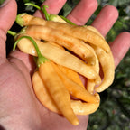 Mike’s Pepper Seeds Hand holding a cluster of yellow chili peppers with green stems against a blurred green leafy background