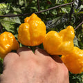 Hand holding four yellow peppers against a green leafy background