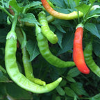 Mike’s Pepper Seeds Green and red chili peppers growing on a plant with green leaves.