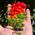 Mike’s Pepper Seeds Hand holding a variety of red, green, and black peppers against a natural background.
