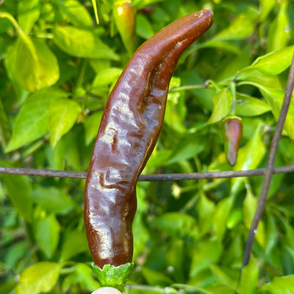 Mike’s Pepper Seeds   Brown chili pepper on a green plant