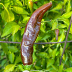 Mike’s Pepper Seeds   Brown chili pepper on a green plant