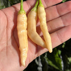 Mikes pepper seeds Three yellow chili peppers held in a hand with a blurred green plant background