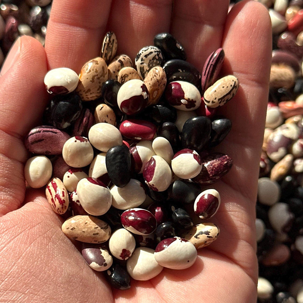 Mike’s Pepper Seeds Hand holding a variety of beans including black, white, and red ones.