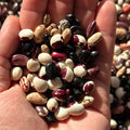 Mike’s Pepper Seeds Hand holding a variety of beans including black, white, and red ones.