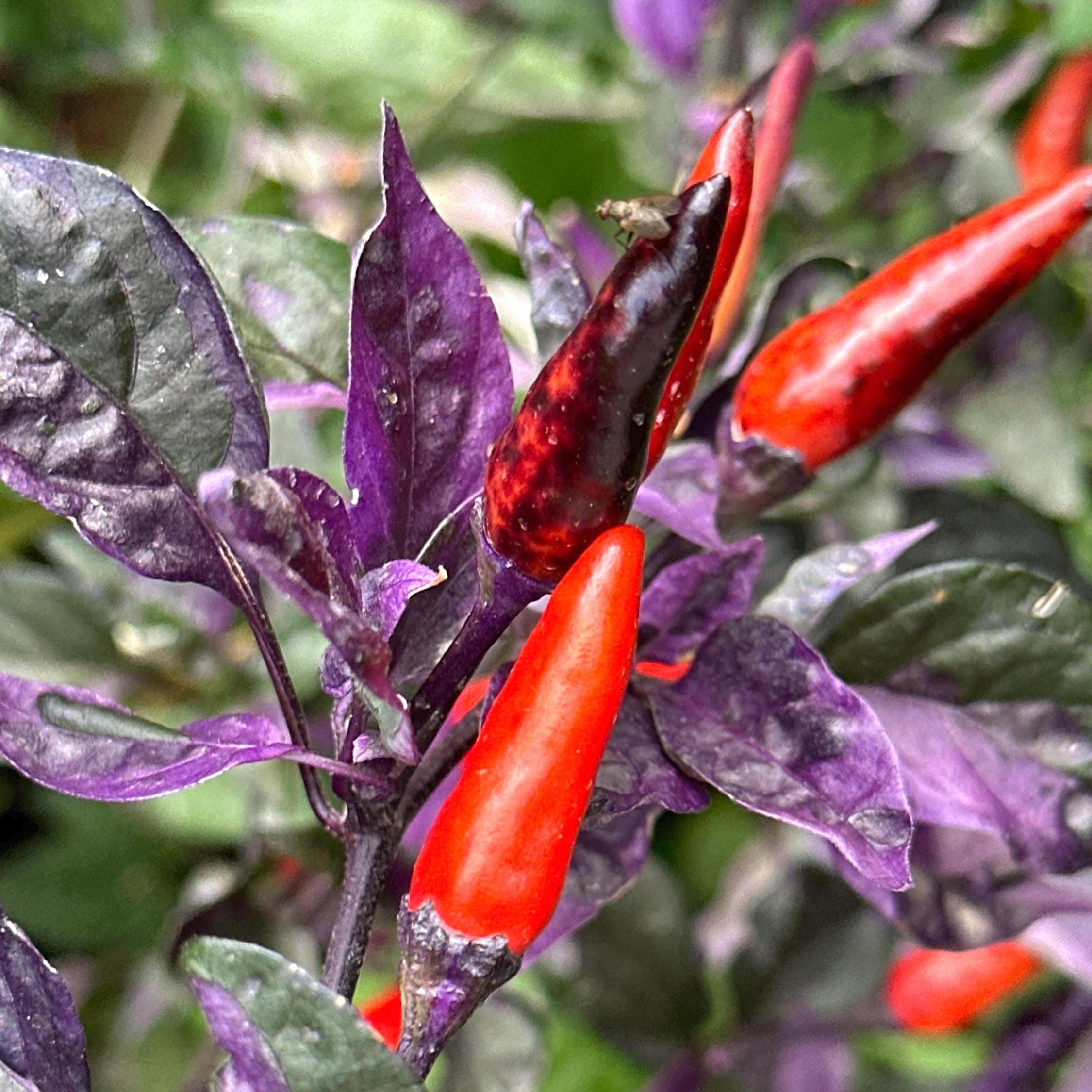 Mixed Variegated Pepper Seed Variety Pack Unlabeled Seeds - 25+