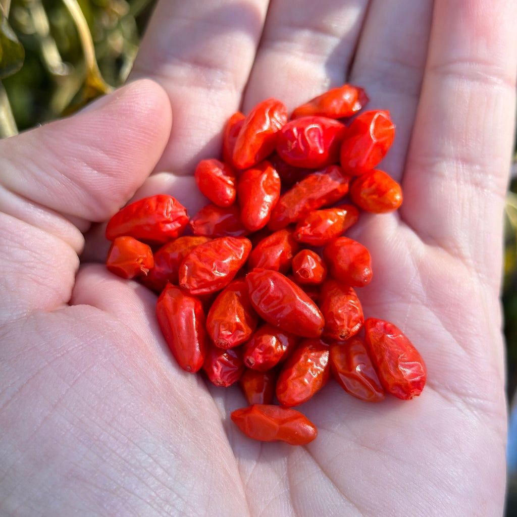 Mike’s Pepper Seeds   Hand holding a small pile of small red peppers berries with a blurred natural background