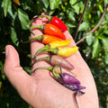 Mike’s Pepper Seeds Hand holding a rainbow of colorful chili peppers against a green leafy background