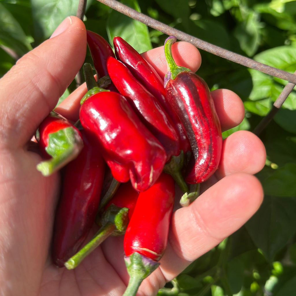 Mike’s Pepper Seeds Hand holding of variegated red peppers with green stems against a blurred green background