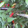 Mike’s Pepper Seeds  red and purple pequin peppers growing on a pepper plant