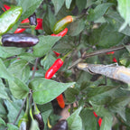 Mike’s Pepper Seeds  red and purple pequin peppers growing on a pepper plant