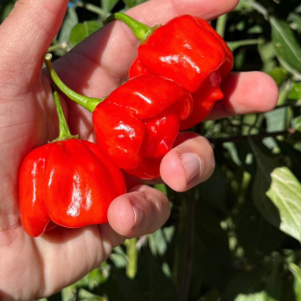 Mikes pepper seeds Hand holding three red chili peppers with a green plant background