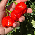 Mikes pepper seeds Hand holding three red chili peppers with a green plant background