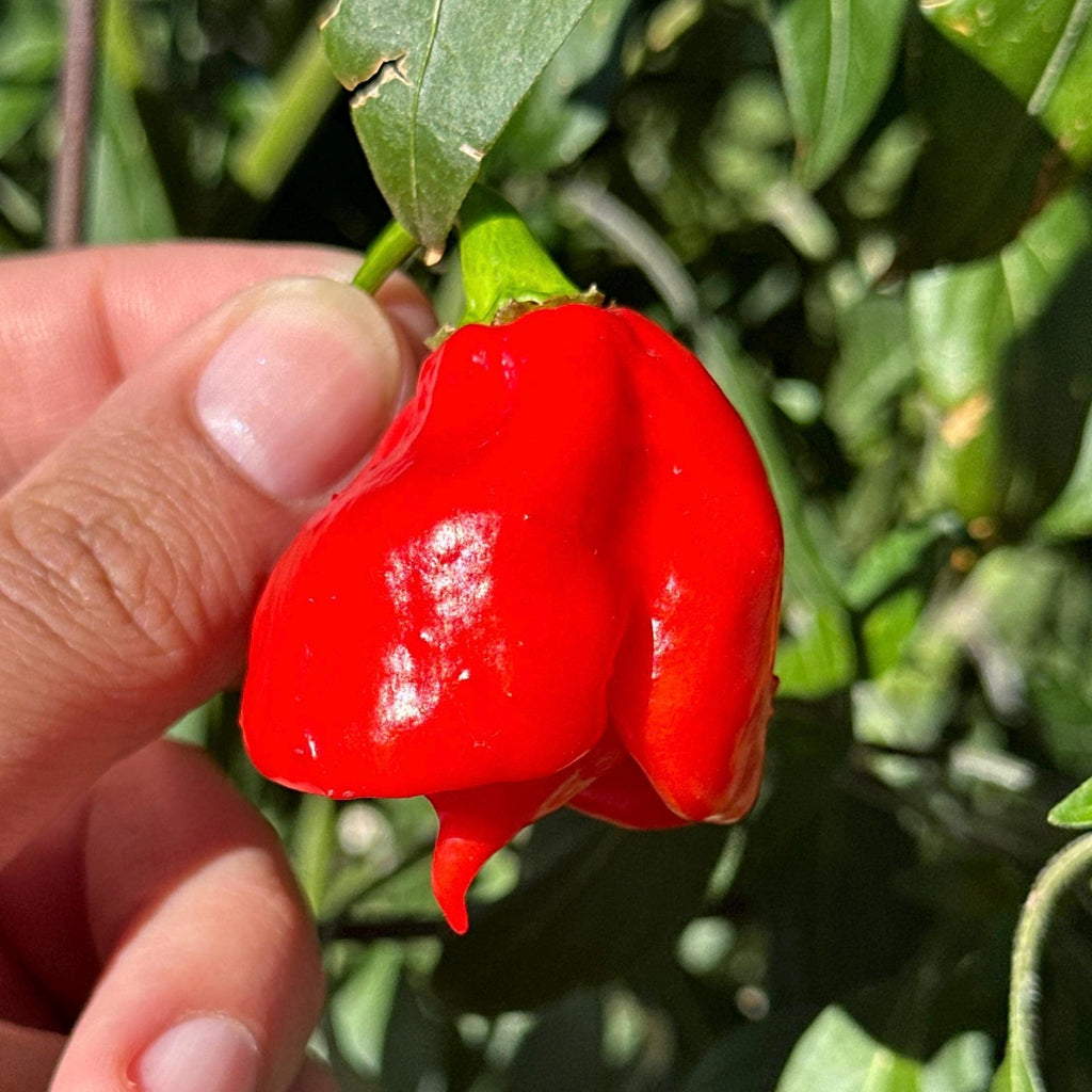 Mike's Pepper seeds Hand holding a bright red chili pepper with green leaves in the background