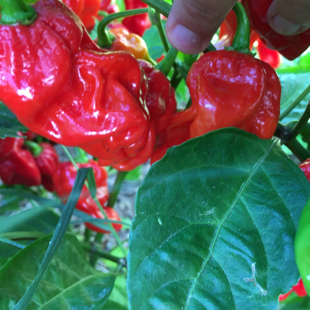 Mike’s Pepper Seeds  Red and green peppers on a plant with a hand reaching out to pick one.